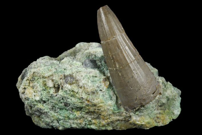 Jurassic Crocodile (Goniopholis?) Tooth - Colorado #182625